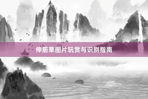伸筋草图片玩赏与识别指南